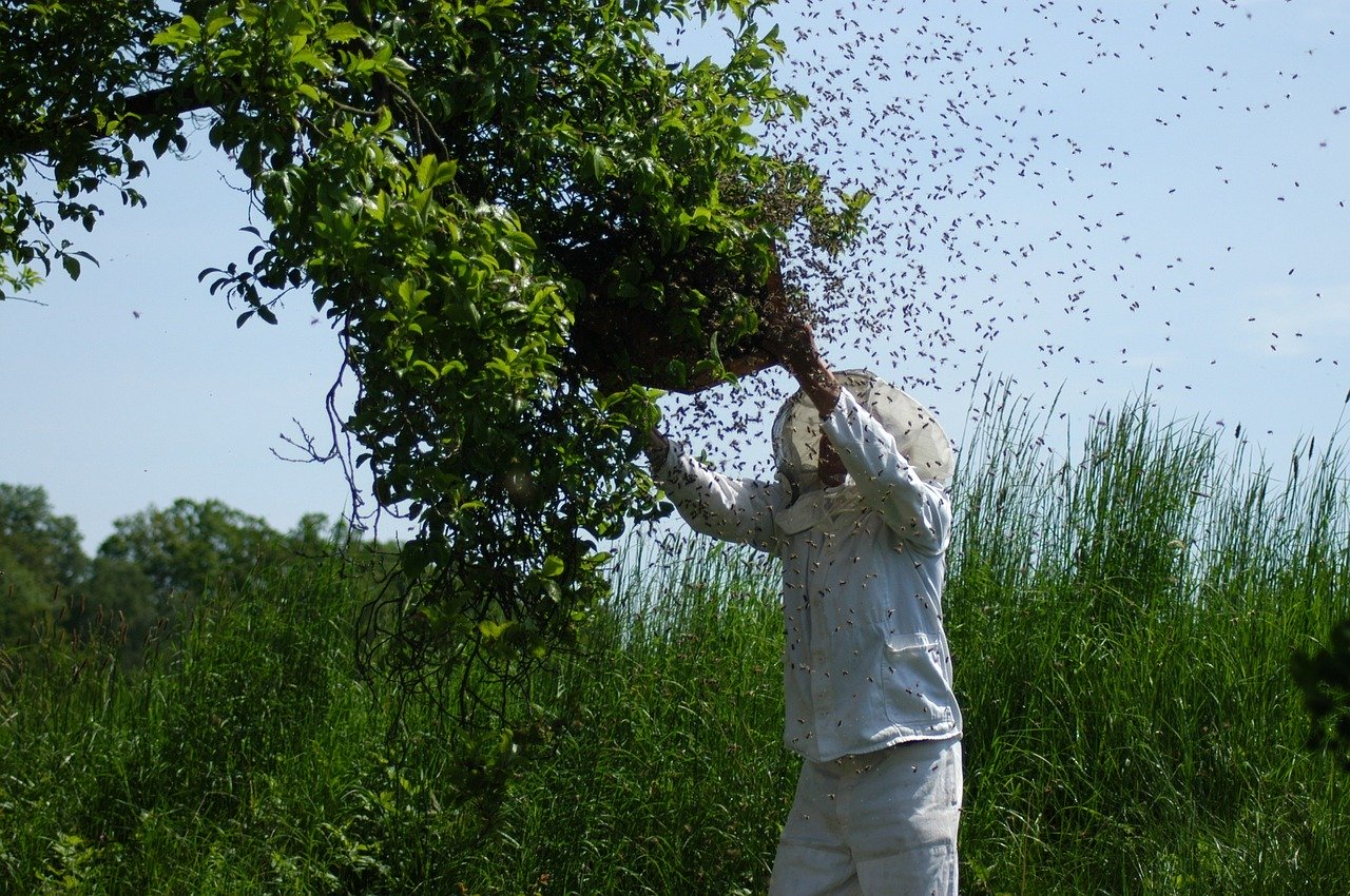 BienengiftgegenCororna